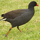 Gallinule sombre