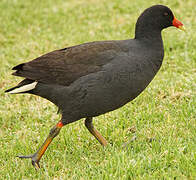 Gallinule sombre