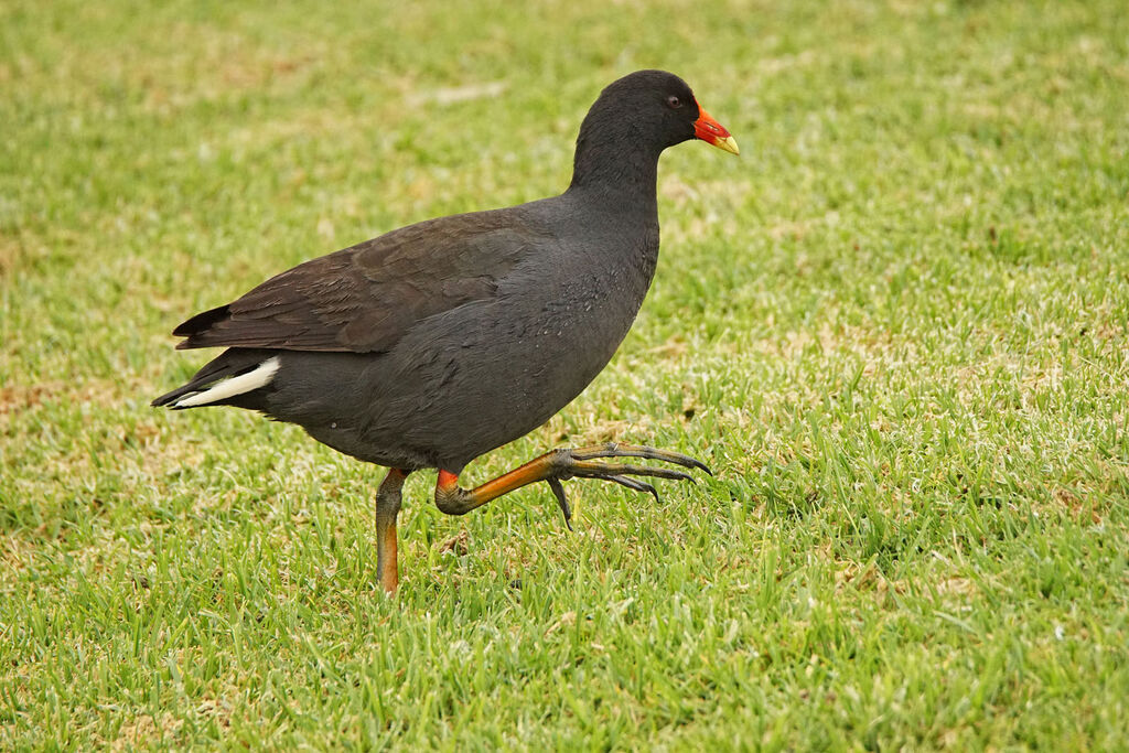 Gallinule sombre