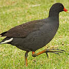 Gallinule sombre
