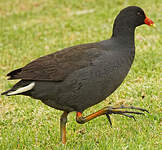 Gallinule sombre