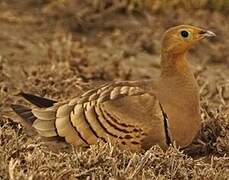 Chestnut-bellied Sandgrouse