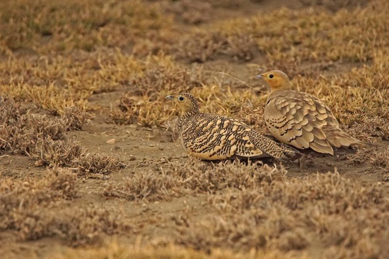 Chestnut-bellied Sandgrouseadult