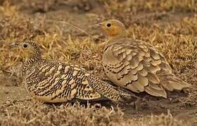 Chestnut-bellied Sandgrouse