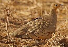 Chestnut-bellied Sandgrouse