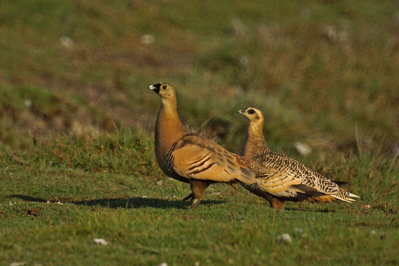 Madagascan Sandgrouse 