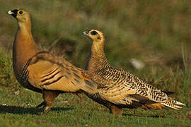 Madagascan Sandgrouse