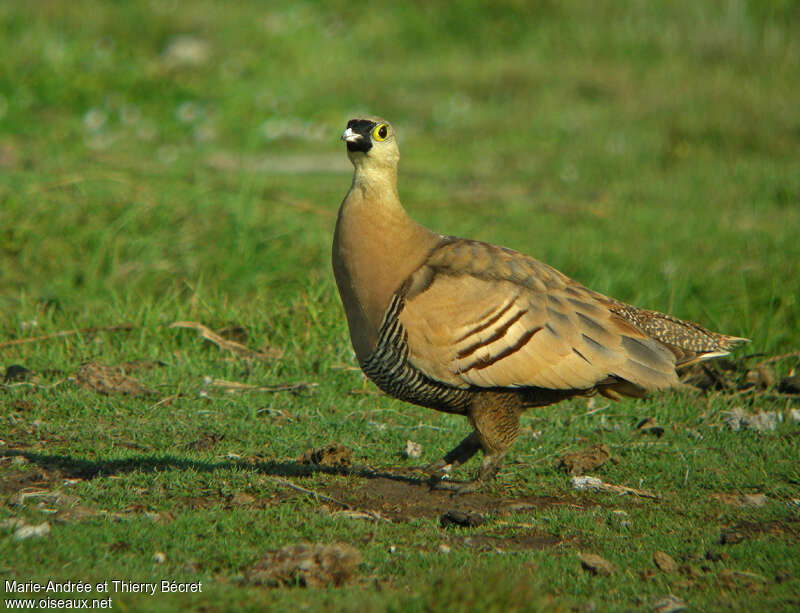 Ganga masqué, identification