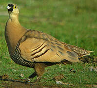 Madagascan Sandgrouse