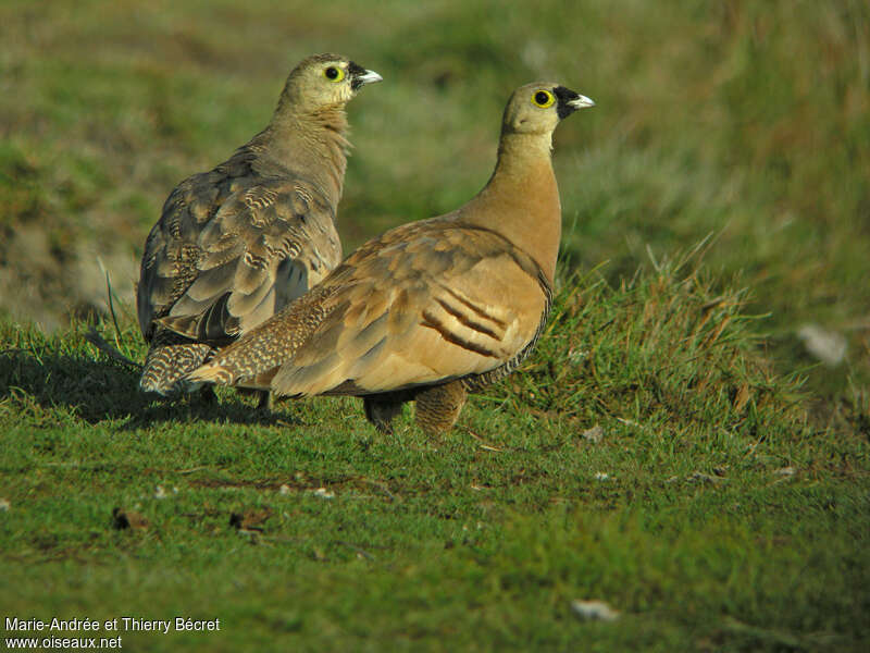 Madagascan Sandgrouseadult, habitat, pigmentation