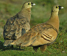 Madagascan Sandgrouse