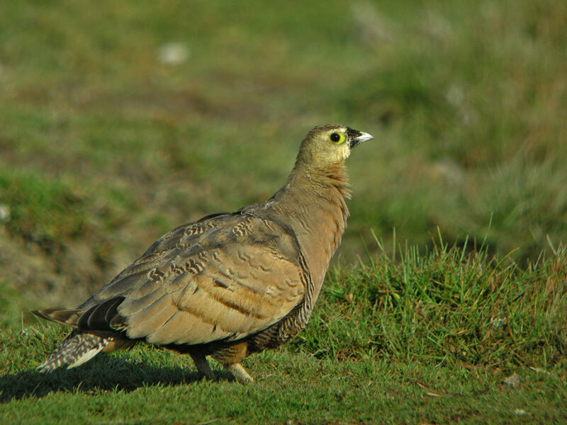 Madagascar Sandgrouse