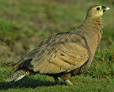 Madagascar Sandgrouse