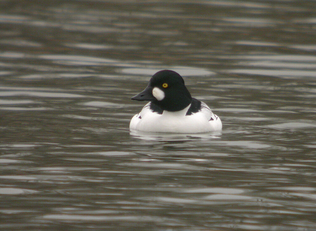 Common Goldeneye