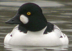 Common Goldeneye