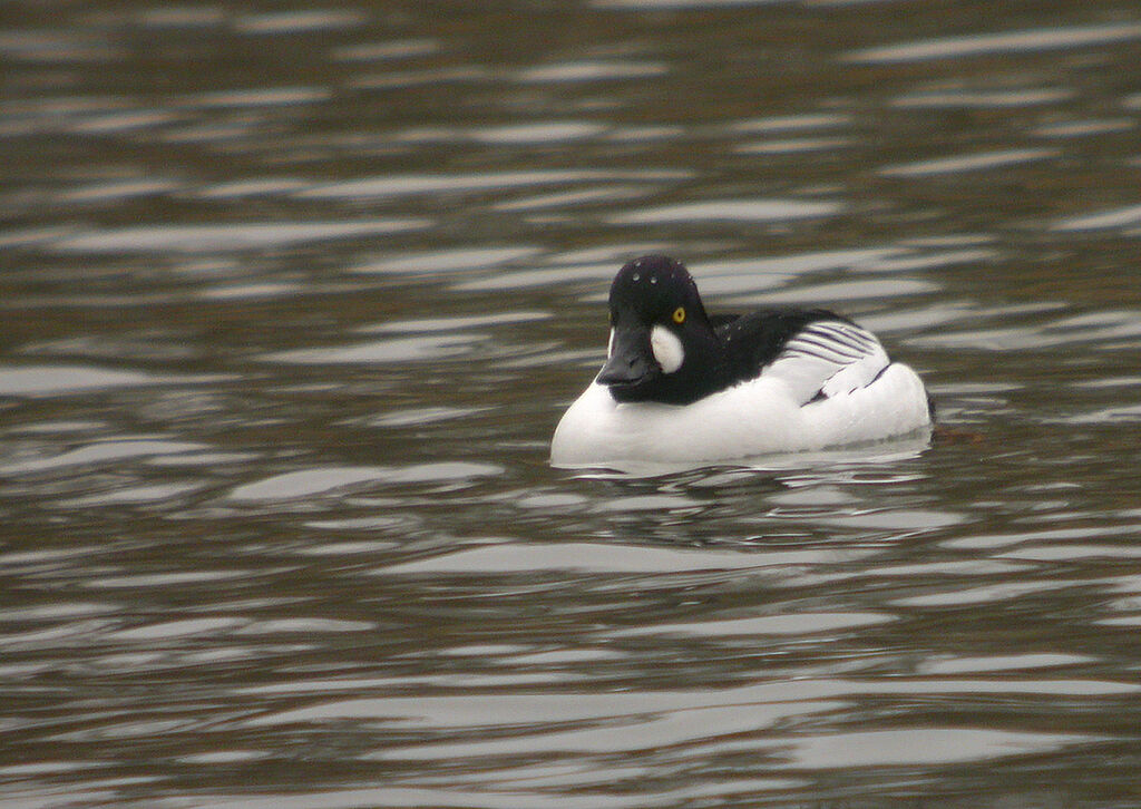 Common Goldeneye