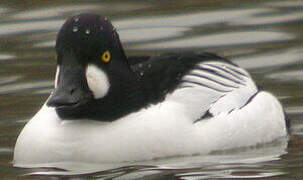 Common Goldeneye