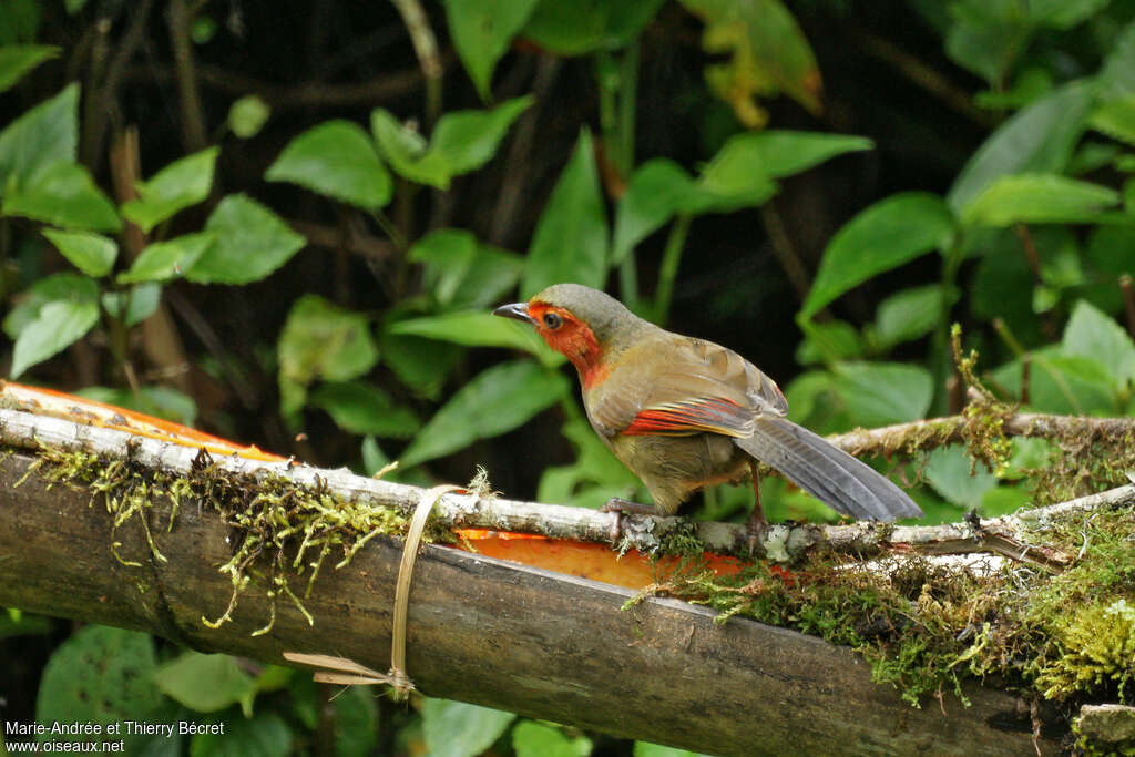 Red-faced Liocichlaadult