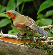 Garrulaxe à ailes rouges