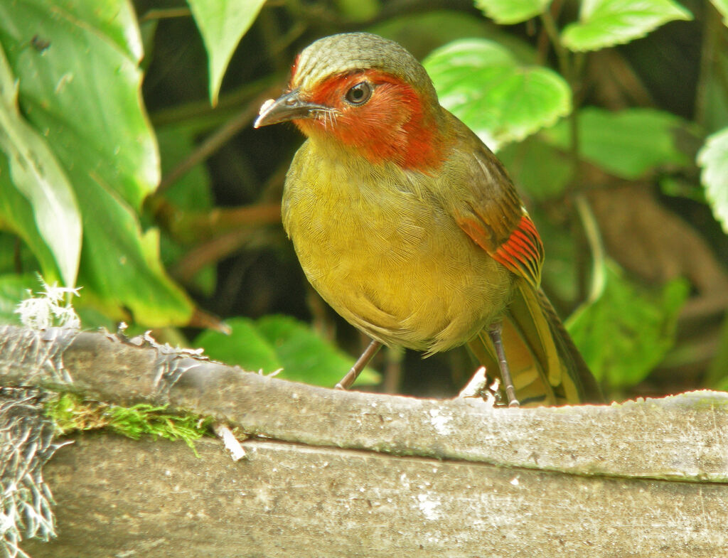 Red-faced Liocichla