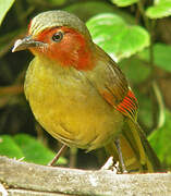 Red-faced Liocichla