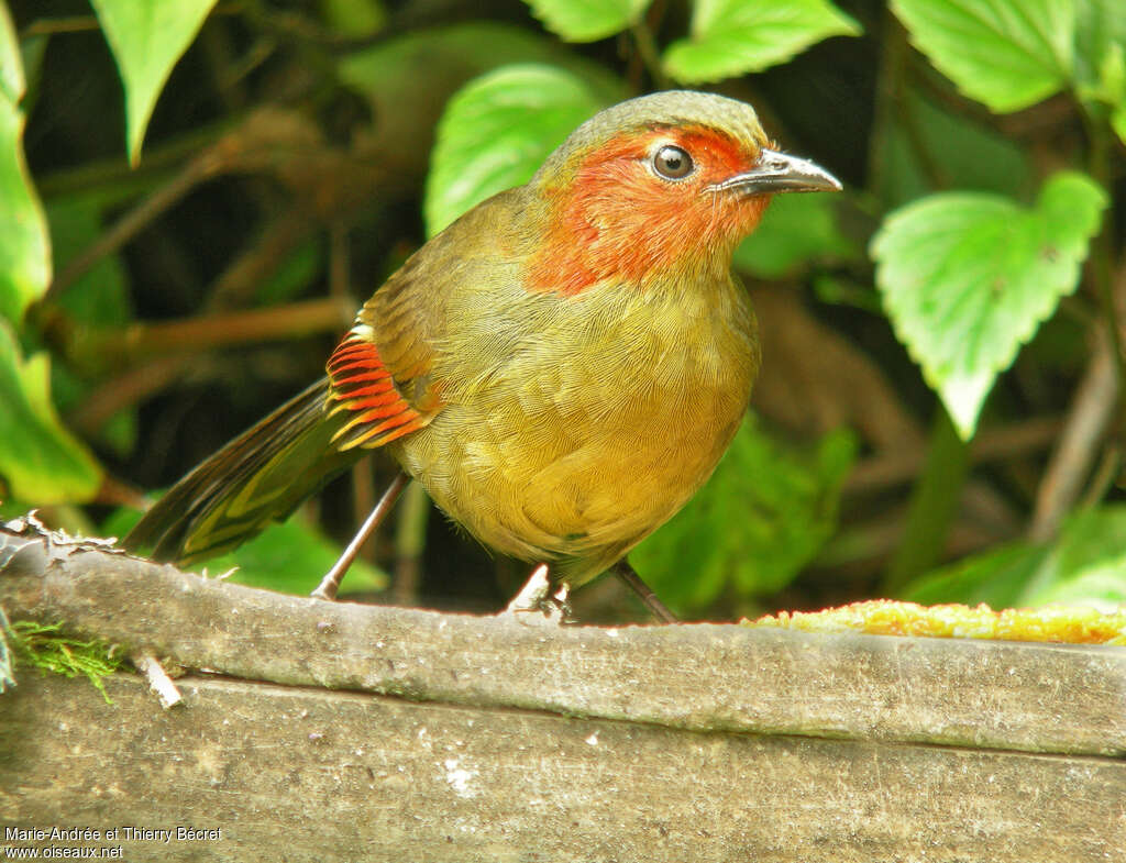 Garrulaxe à ailes rougesadulte, identification