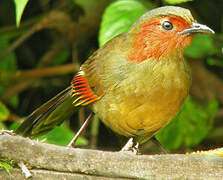 Red-faced Liocichla