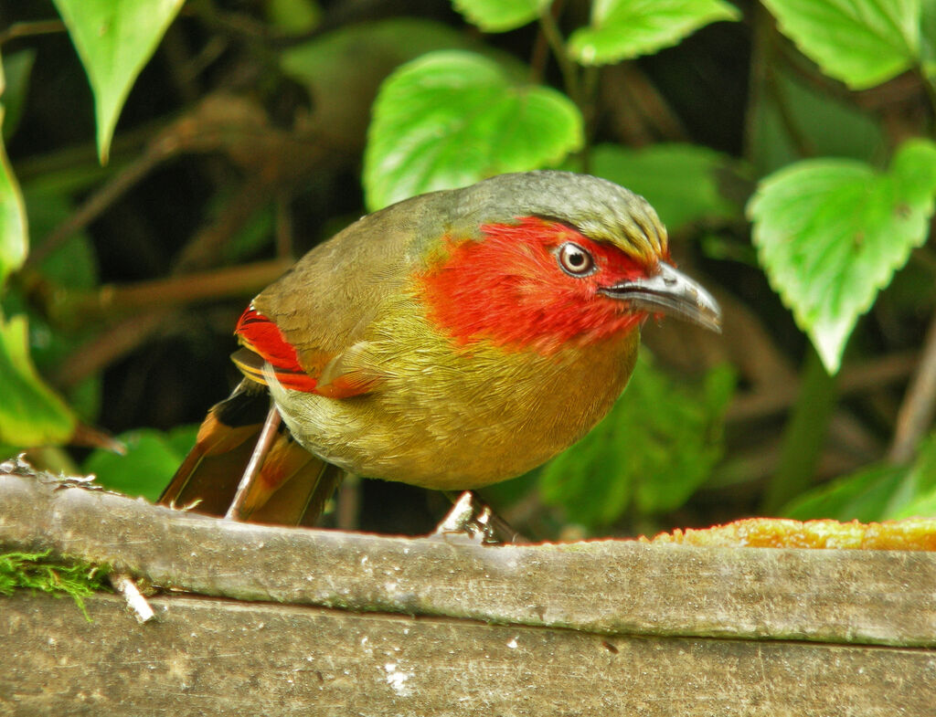 Red-faced Liocichla