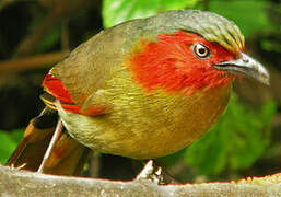 Red-faced Liocichla