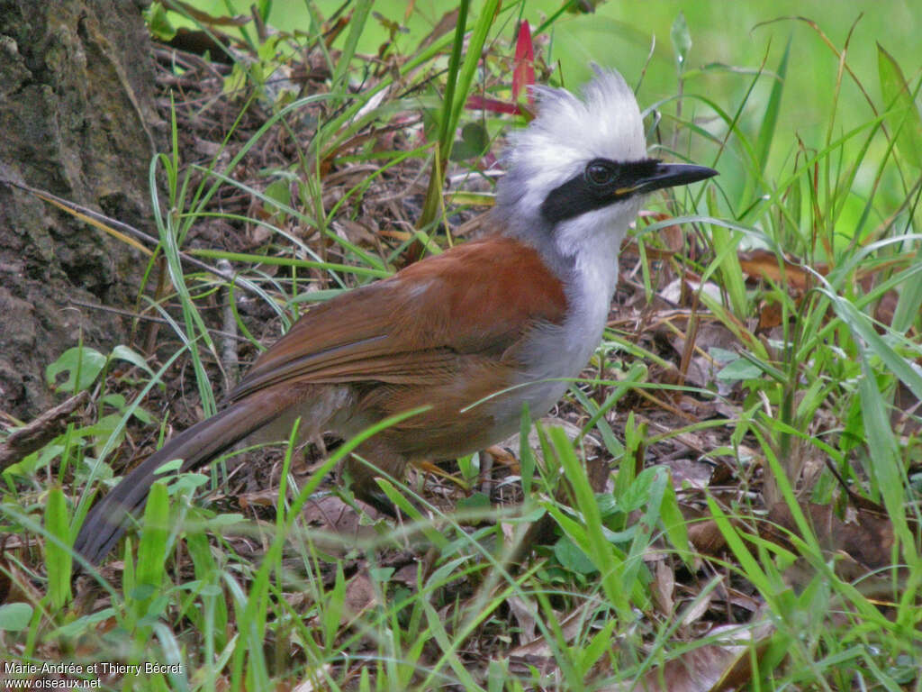 Garrulaxe à huppe blancheadulte, identification