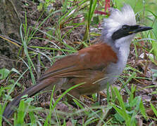 White-crested Laughingthrush