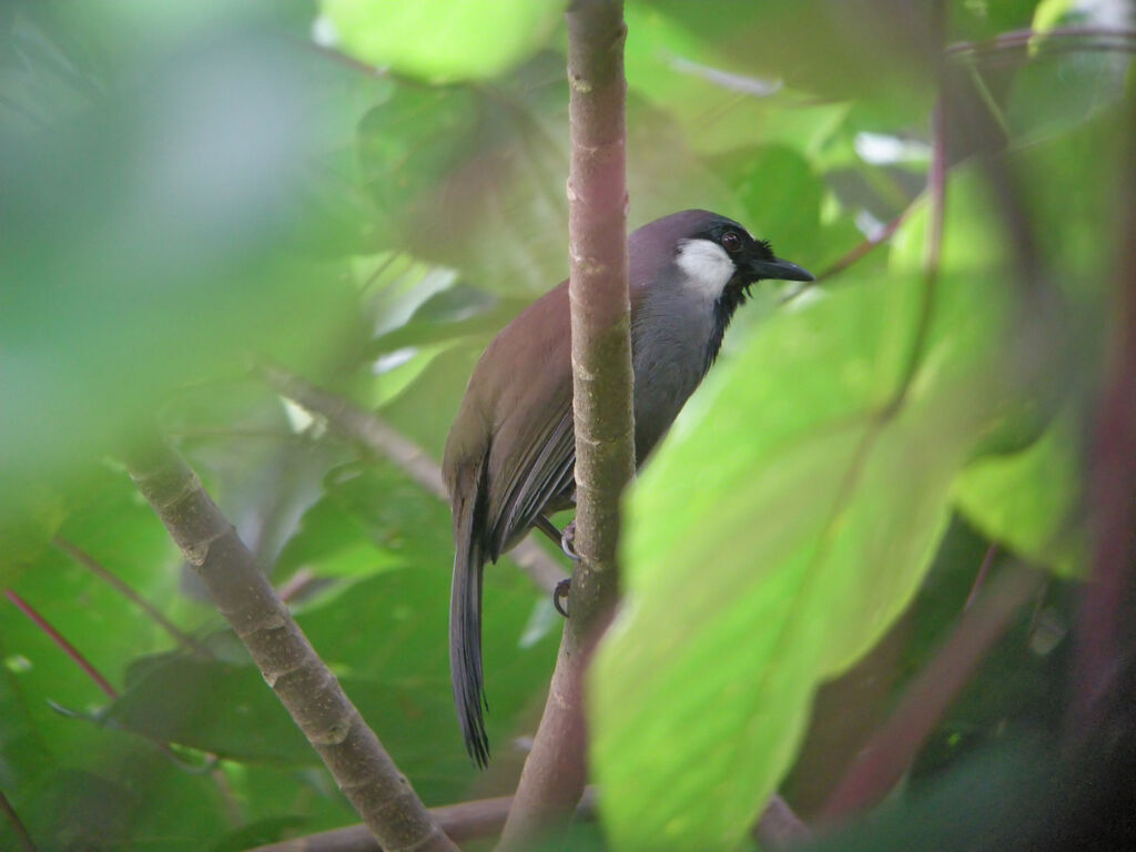 Black-throated Laughingthrush, identification