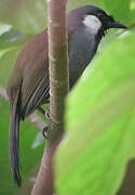 Black-throated Laughingthrush