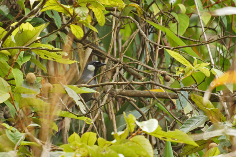 Black-throated Laughingthrush