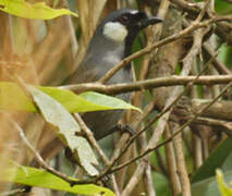 Black-throated Laughingthrush