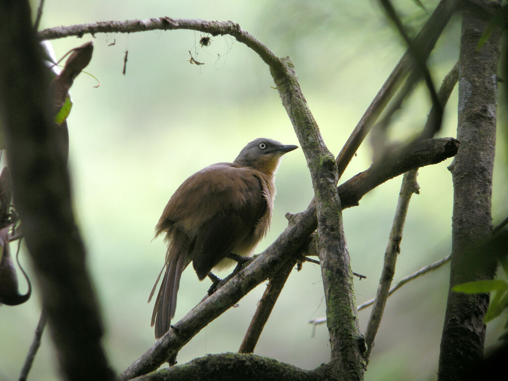 Ashy-headed Laughingthrush