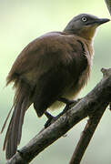 Ashy-headed Laughingthrush