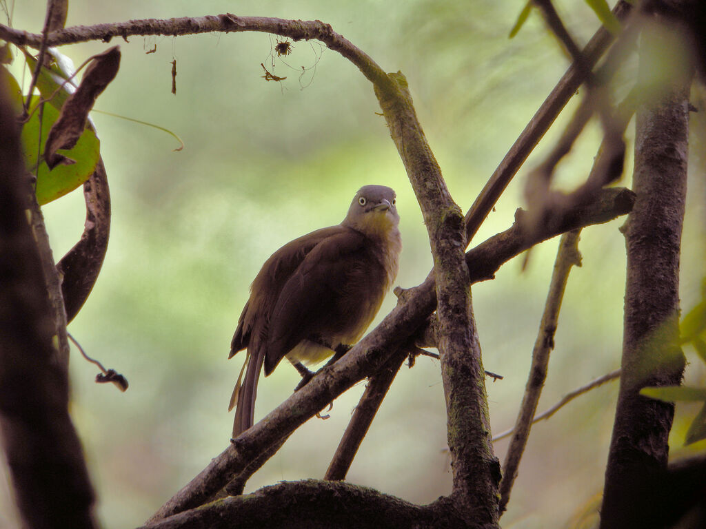 Ashy-headed Laughingthrush