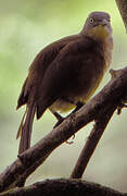 Ashy-headed Laughingthrush