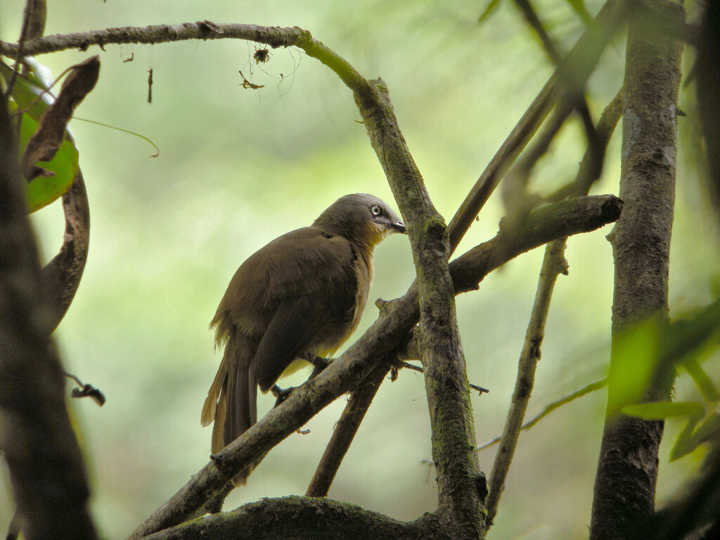 Ashy-headed Laughingthrush