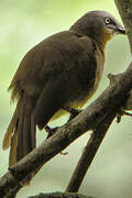 Ashy-headed Laughingthrush