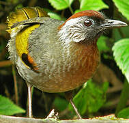 Silver-eared Laughingthrush