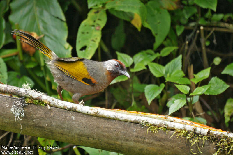 Silver-eared Laughingthrushadult, identification, Behaviour