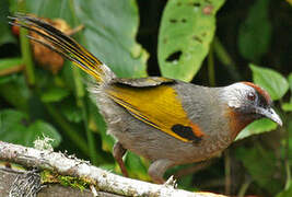 Silver-eared Laughingthrush