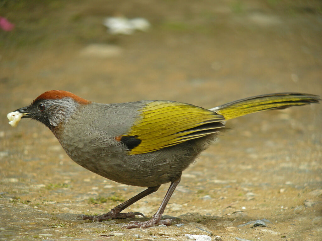 Silver-eared Laughingthrush