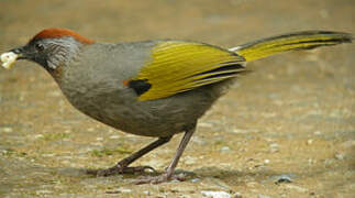 Silver-eared Laughingthrush