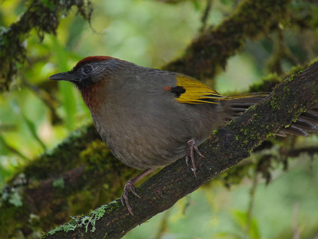 Silver-eared Laughingthrush