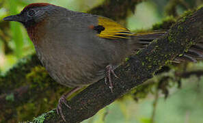 Silver-eared Laughingthrush