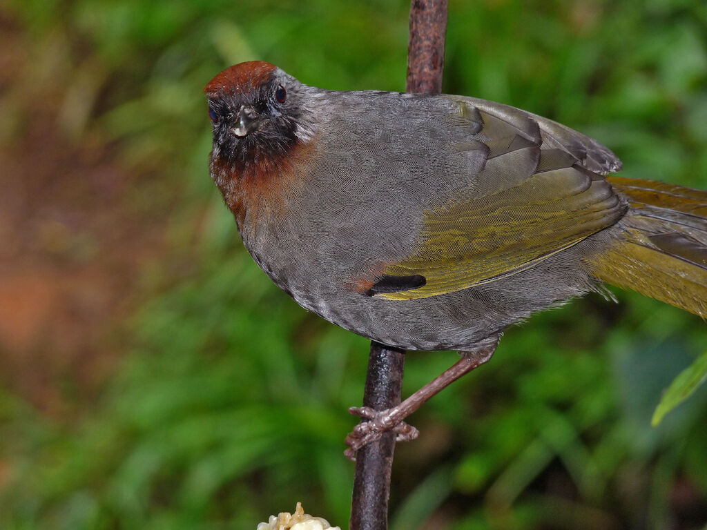 Silver-eared Laughingthrush