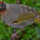 Garrulaxe de Blyth